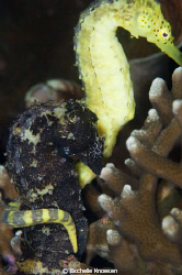 Mixed Sea horses! by Eschelle Knoesen 